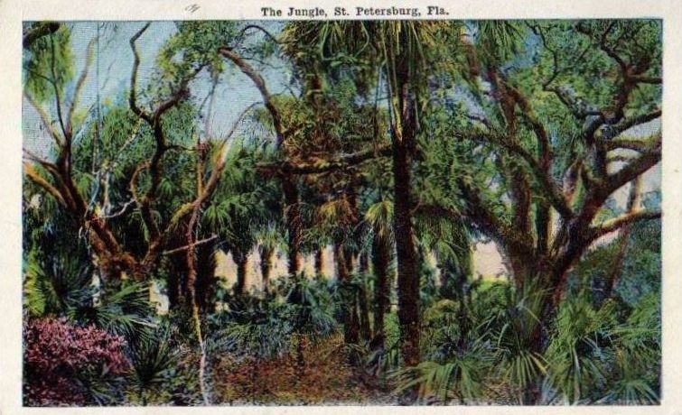 An old colorized postcard of "The Jungle" area of St. Peterburg, prior to its development. The image is full of trees, ferns, and scrub plants; it looks much like a jungle.